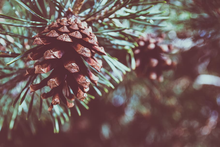 Shallow Focus Photography of Pine Cone, art, blur, branch, close-up HD wallpaper