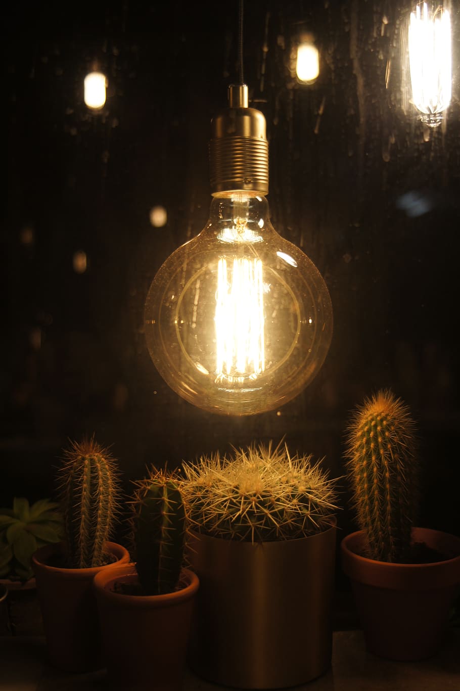 stilllife, lightbulb, night, cactus, plant, interior, design HD wallpaper