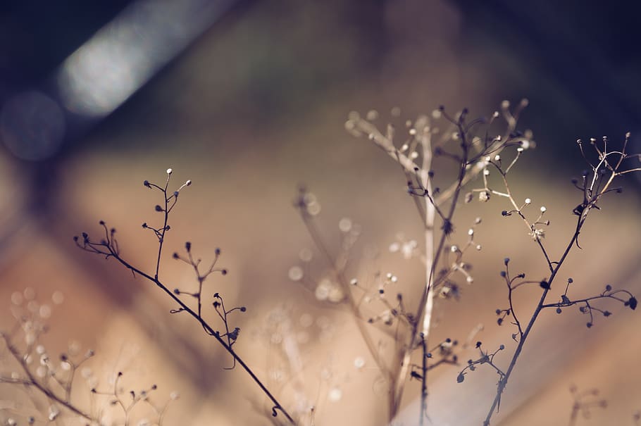 fall, flower, bokeh, warmth, plant, growth, beauty in nature HD wallpaper
