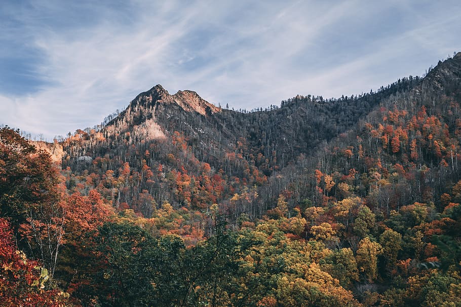 Trees On Mountain Under Blue Sky, forest, mountains, nature, scenic HD wallpaper