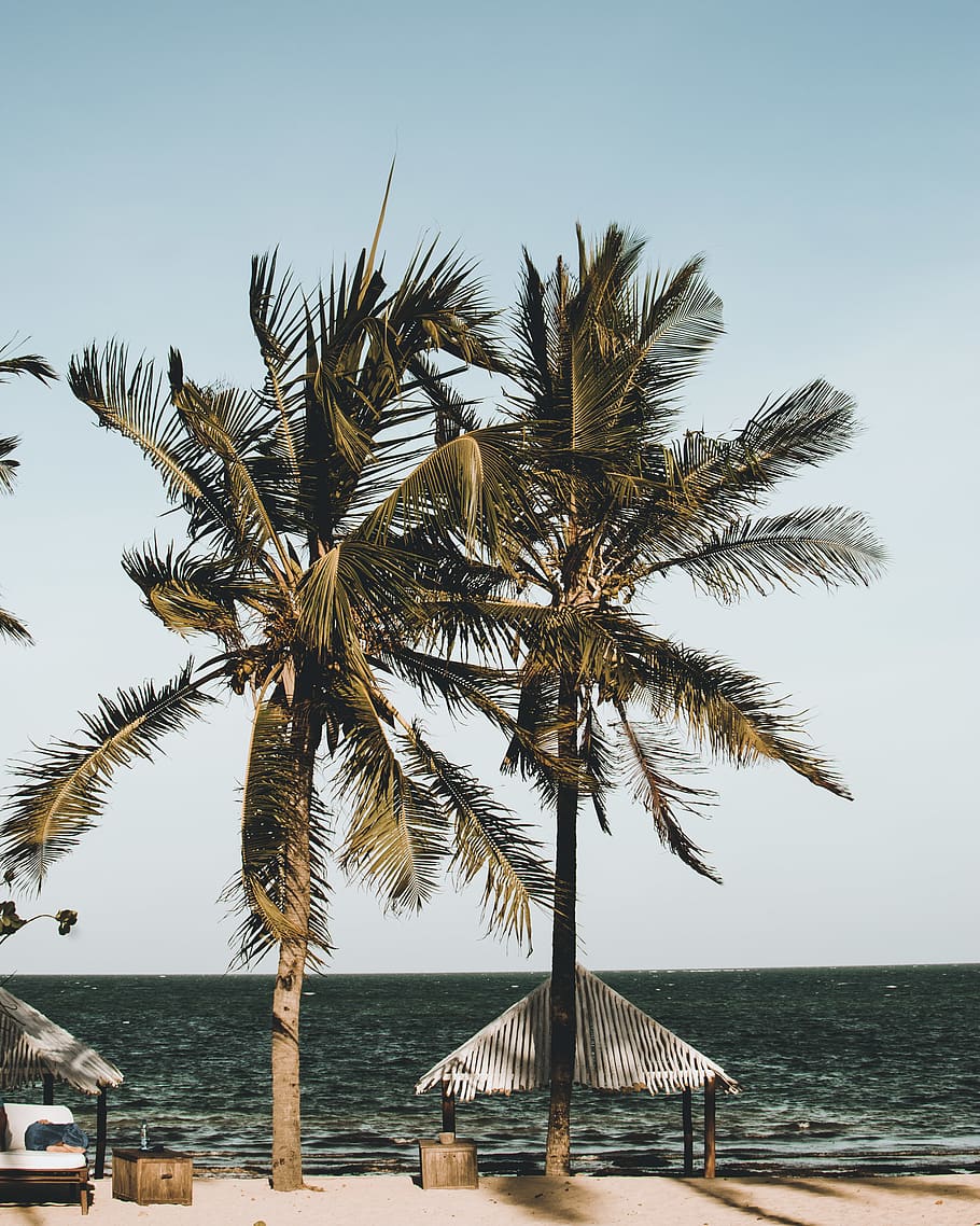 Two Palm Trees Near Canopy, beach, beautiful, coconut, coconut trees HD wallpaper