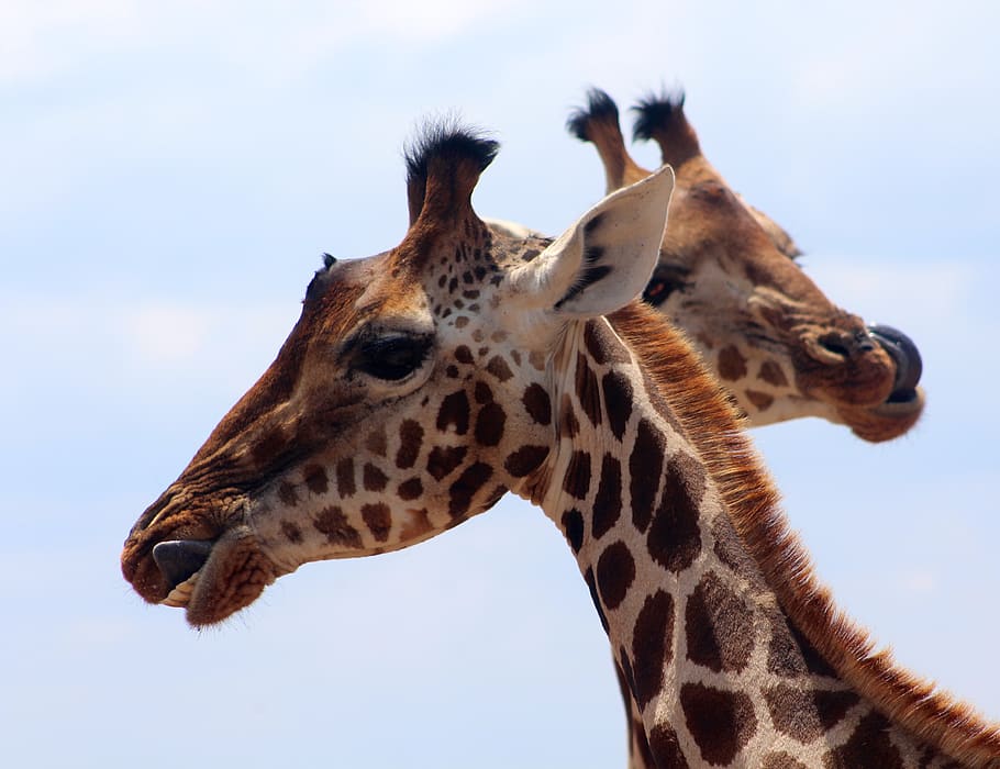 brown giraffe during daytime, animal themes, one animal, animals in the wild HD wallpaper
