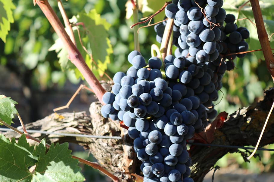 cluster, grapes, syrah, vine, fruit, wine, vineyard, vineyards