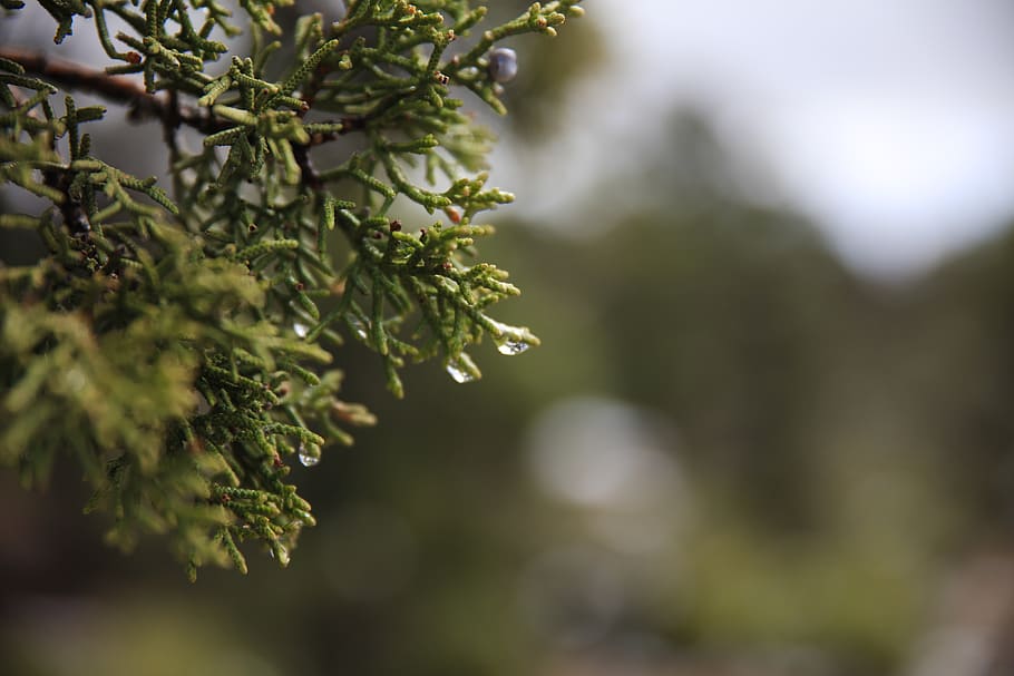tree, focus, bokeh, water drop, plant, growth, focus on foreground HD wallpaper