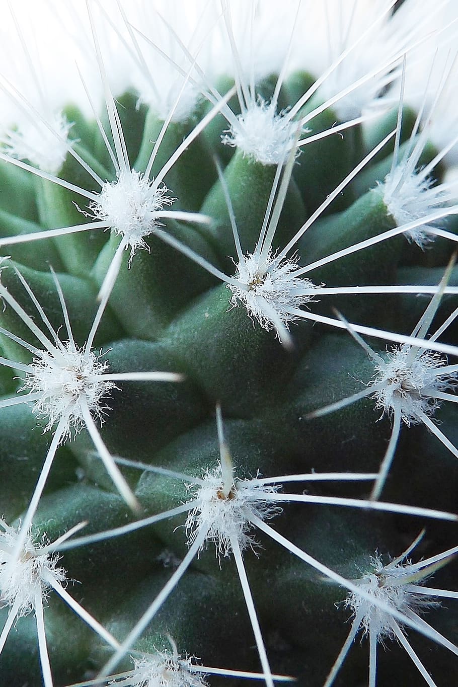 cactus, flora, desert, plant, flower, growth, flowering plant HD wallpaper