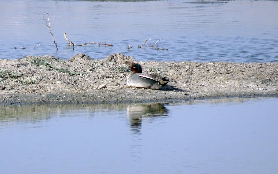 bird, duck, eurasian teal, common teal, anas crecca, male, animal HD wallpaper