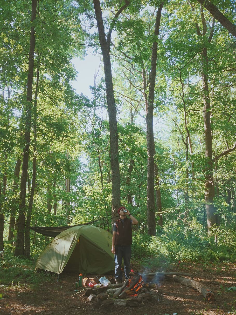 trees, forest, camp, camping, hiking, outdoors, fire, camp fire HD wallpaper