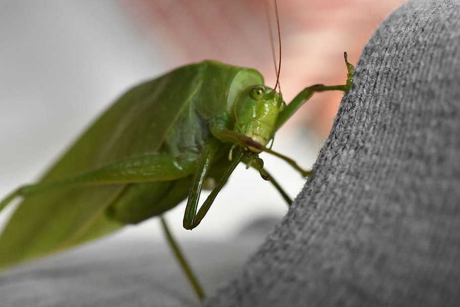insect, cricket, grasshopper, nature, green, insects, antennas HD wallpaper