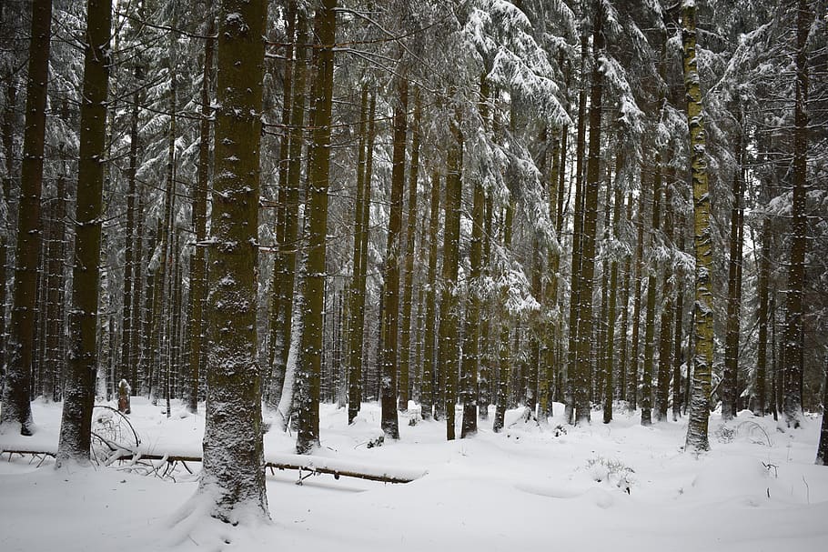 snow, forest, winter, wintry, pine, snowfall, snowy, frost HD wallpaper