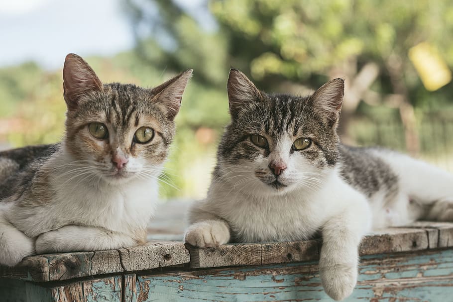 two brown tabby cats on wood planks, greece, mammal, pet, kitten, HD wallpaper