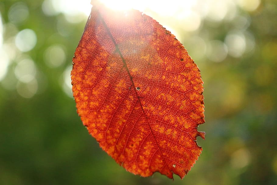 autumn, leaf, red, fall foliage, nature, leaves, plant, colorful HD wallpaper