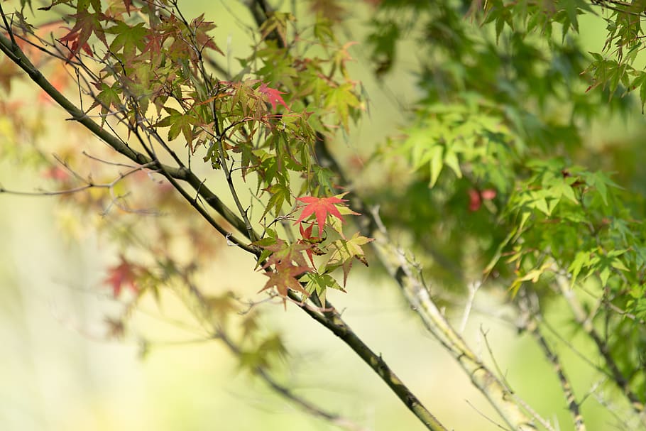 plant, growth, plant part, leaf, tree, beauty in nature, no people HD wallpaper