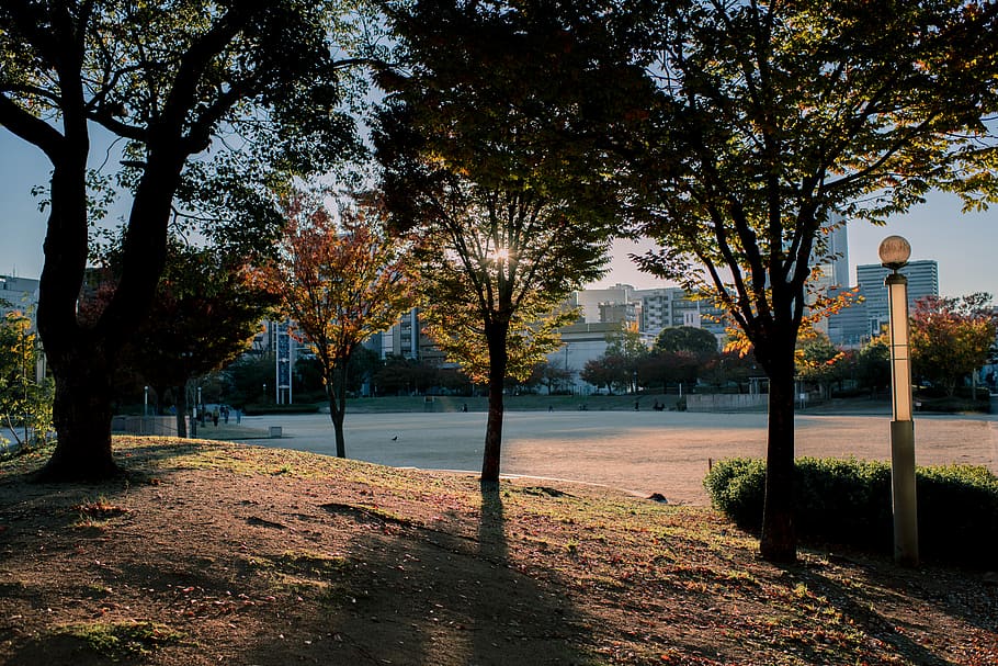 Silhouette Of Trees, park, plant, nature, no people, architecture HD wallpaper