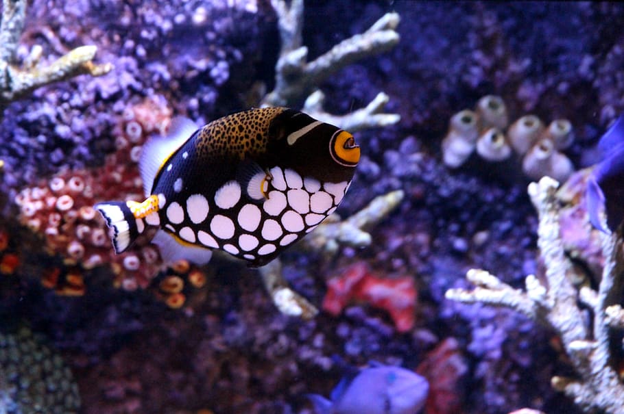 triggerfish, triggerfish-clown, balistoides conspicillum, underwater, HD wallpaper