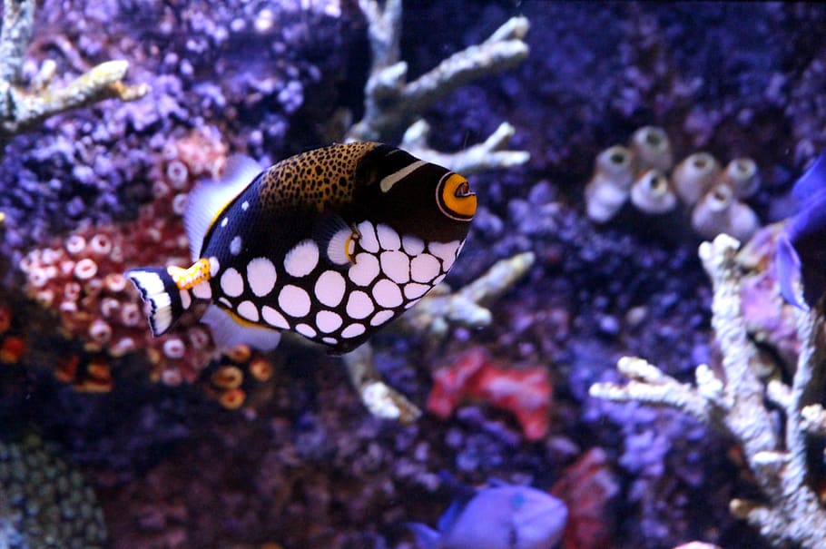 triggerfish, triggerfish-clown, balistoides conspicillum, underwater