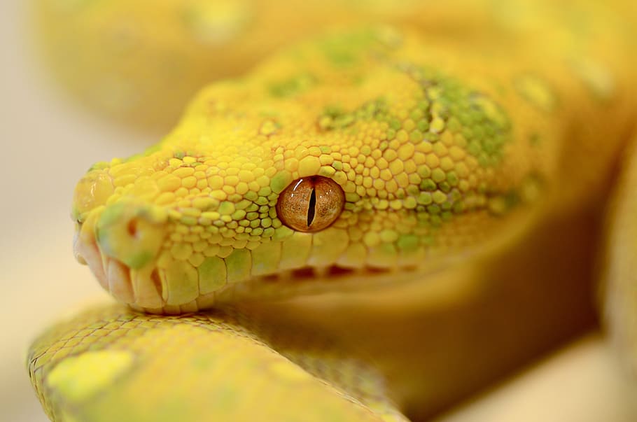 snake, reptile, green tree python, animal, one animal, animal body part HD wallpaper