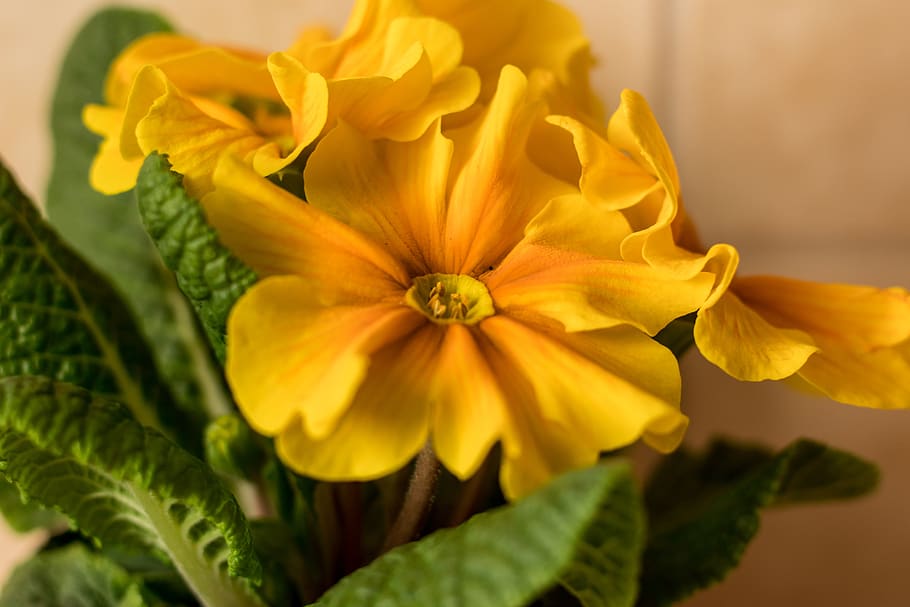 flowers, yellow, spring, plant, summer, beauty, garden, nature HD wallpaper