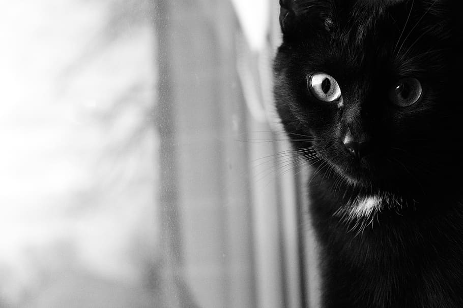 cat, black, eyes, window, collar, mammal, animal themes, pets HD wallpaper