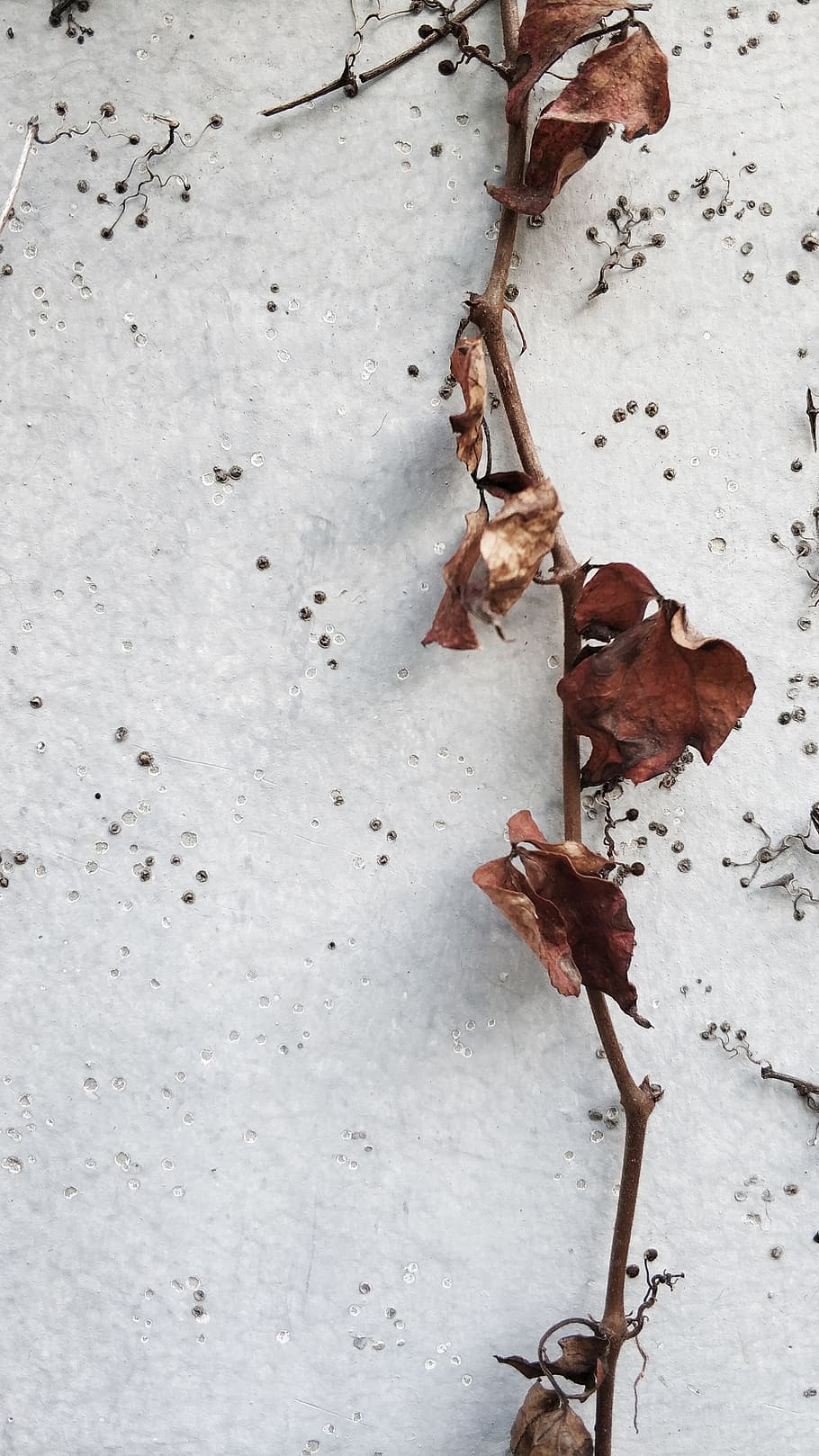 中国, 深圳, dry, cold temperature, no people, snow, winter HD wallpaper