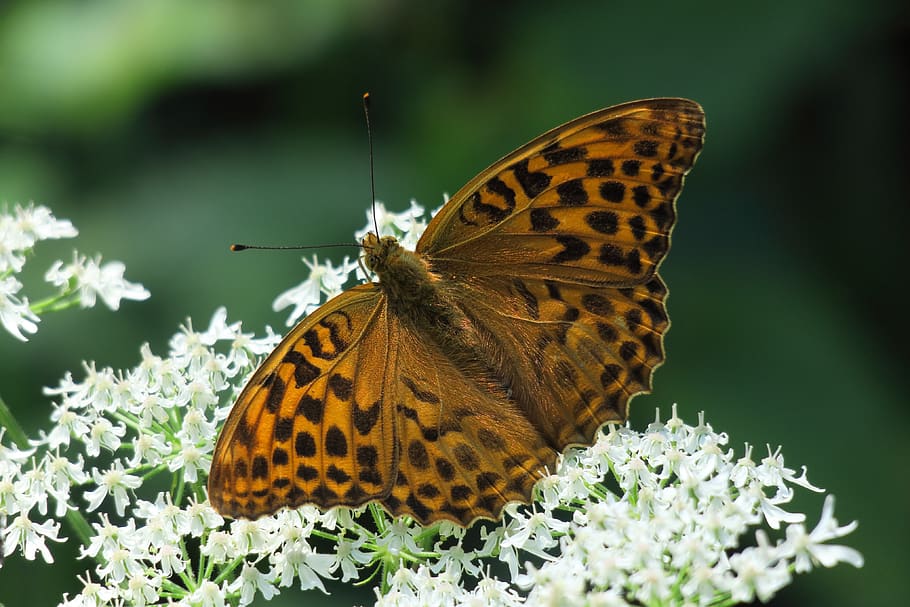 fritillary, butterfly, insect, edelfalter, blossom, bloom, butterflies HD wallpaper