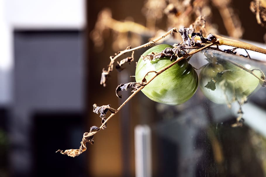 france, lyon, focus on foreground, close-up, plant, no people HD wallpaper