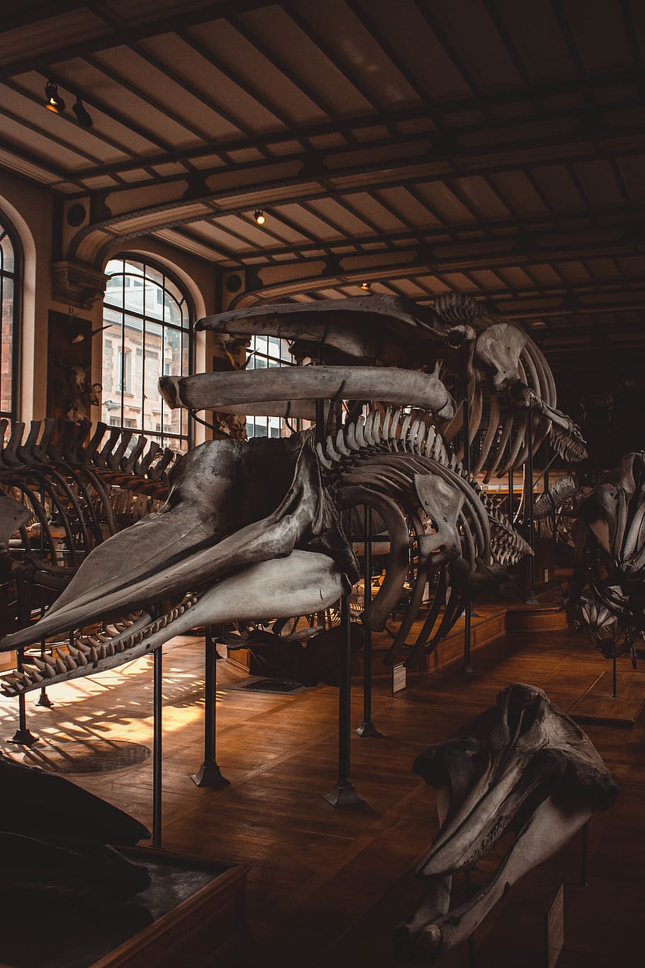 animal skeleton museum, architecture, art and craft, indoors HD wallpaper