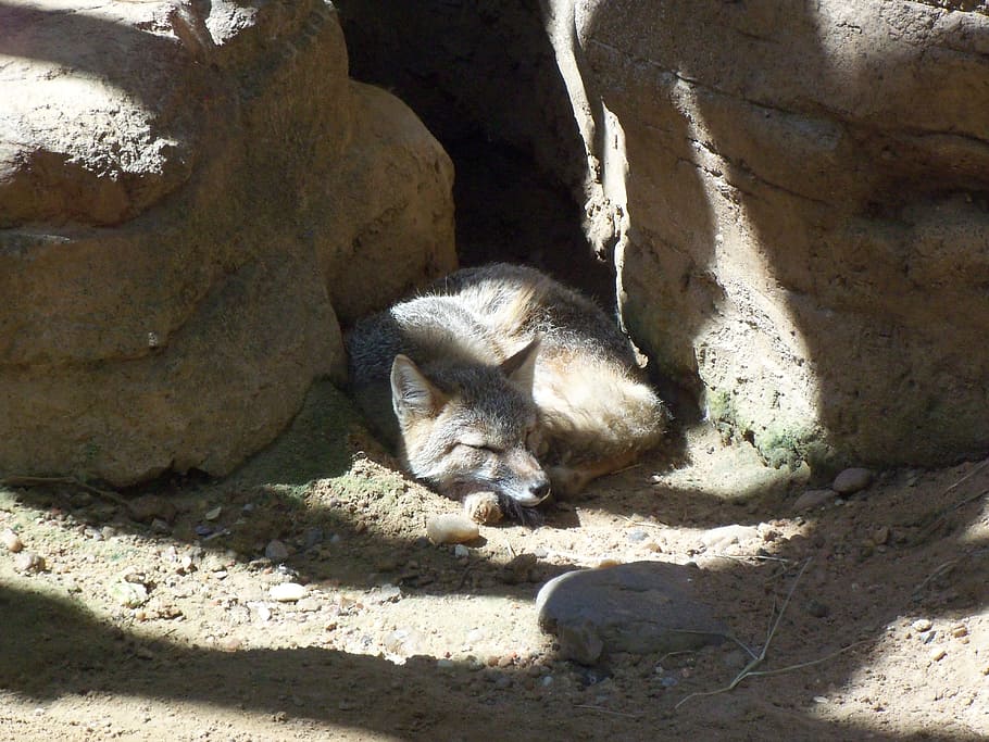desert, fox, zoo, animal themes, mammal, one animal, sunlight HD wallpaper