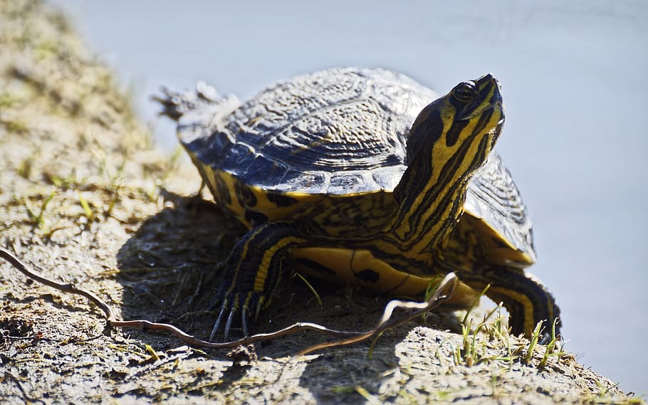 turtle, frog, shell, animals, nature, the pond, water, lake HD wallpaper