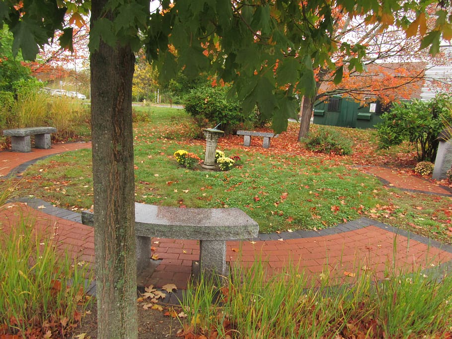 nature, trees, bench, park, fall, autumn, leaves, flowers, plant HD wallpaper