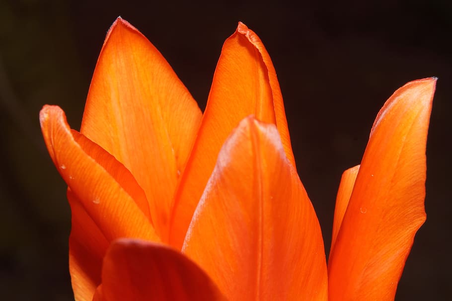 Orange Flower in Bloom, blossom, close-up, flora, nature, petals HD wallpaper