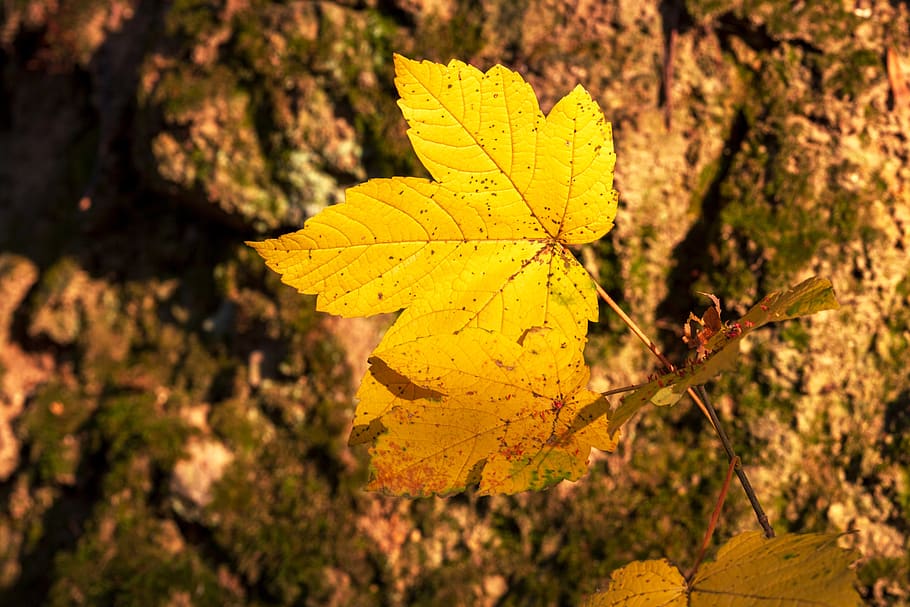 leaf, autumn, yellow, nature, fall color, autumn colours, bright HD wallpaper