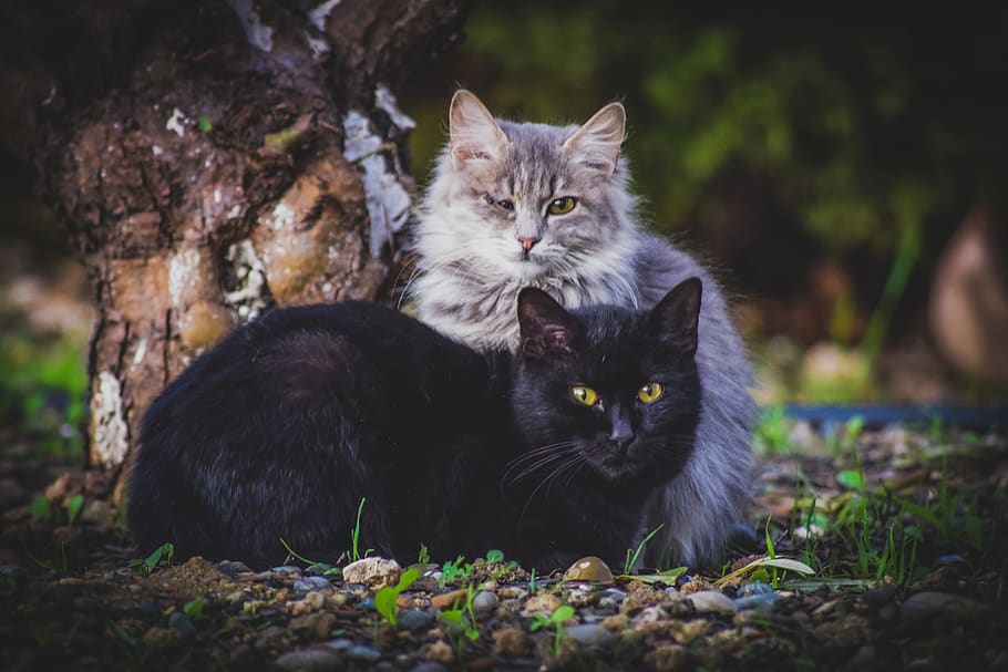 cats, stray, animal, curious, suspicious, homeless, sitting HD wallpaper