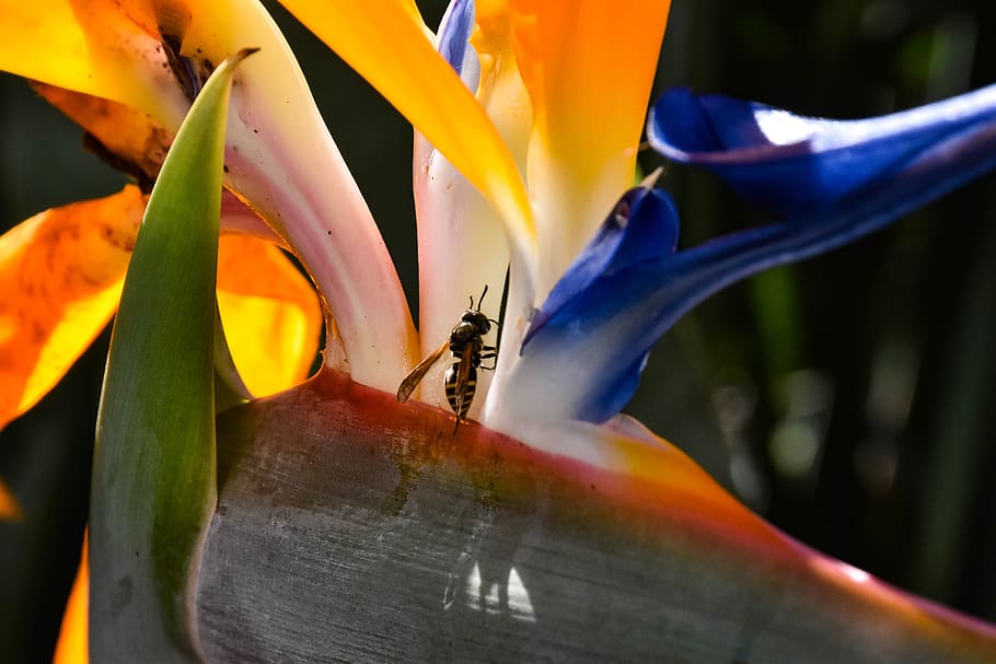 flower, bee, nature, insect, plant, garden, flora, nectar, yellow HD wallpaper