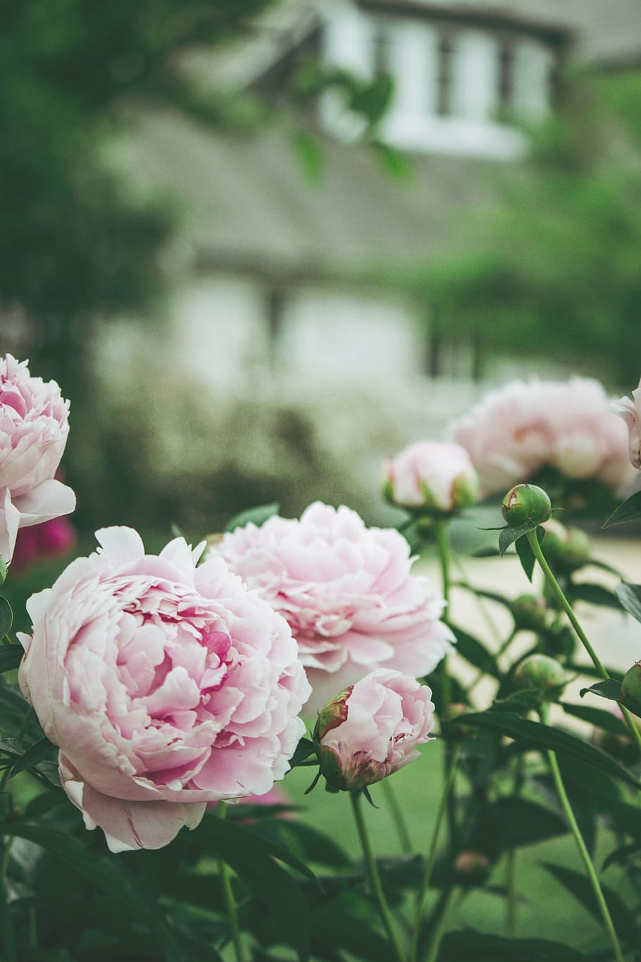 pink double petaled rose, flowering plant, pink color, beauty in nature HD wallpaper