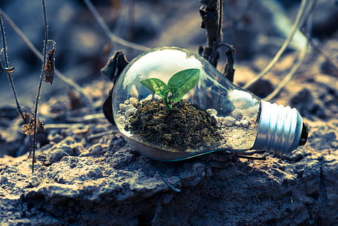 Clear Light Bulb Planter on Gray Rock, bright, close-up, environment HD wallpaper