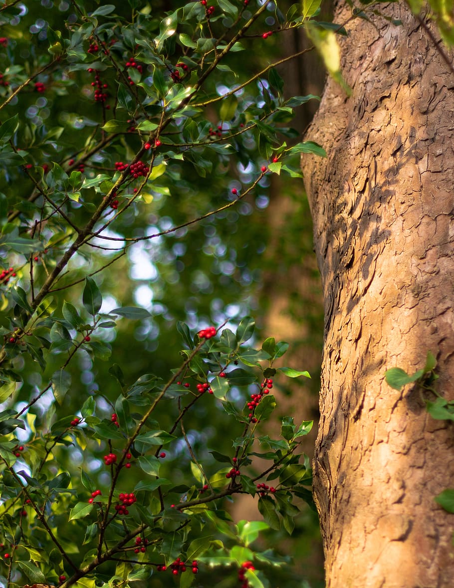log, holly, tree bark, sunshine, maple, red, ilex, decorative HD wallpaper