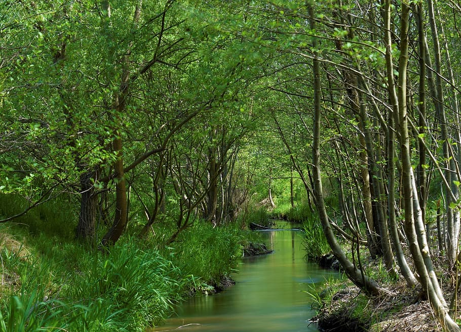 bach, forest, landscape, creek, nature, trees, water, scenic HD wallpaper