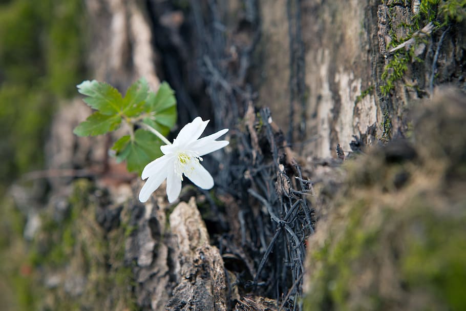 beautiful, blossom, bunch, closeup, detail, flora, floral, flores HD wallpaper