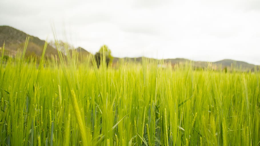 spain, mountain, field, nature, grass, landscape, plant, cereal plant HD wallpaper