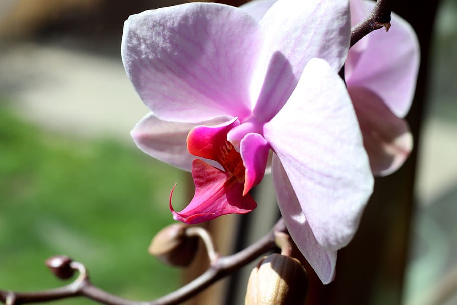 orchid, macro, close up, pink, bloom, flowering plant, fragility HD wallpaper