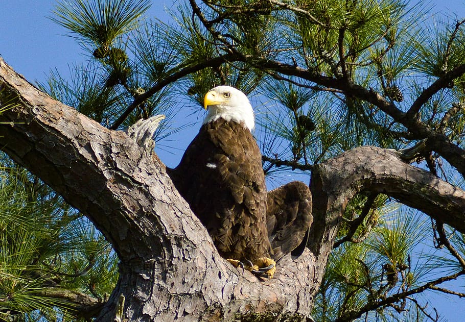 united states, wando, tree, animal, animal themes, animals in the wild HD wallpaper