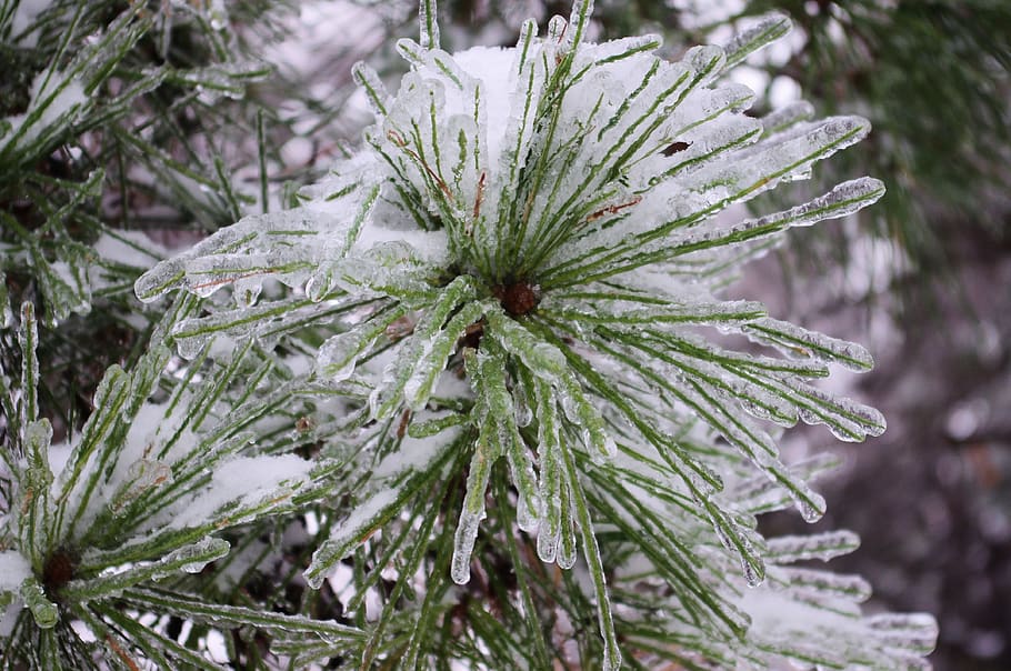 iced pine needles, snow, storm, destruction, tree, green, cold, HD wallpaper