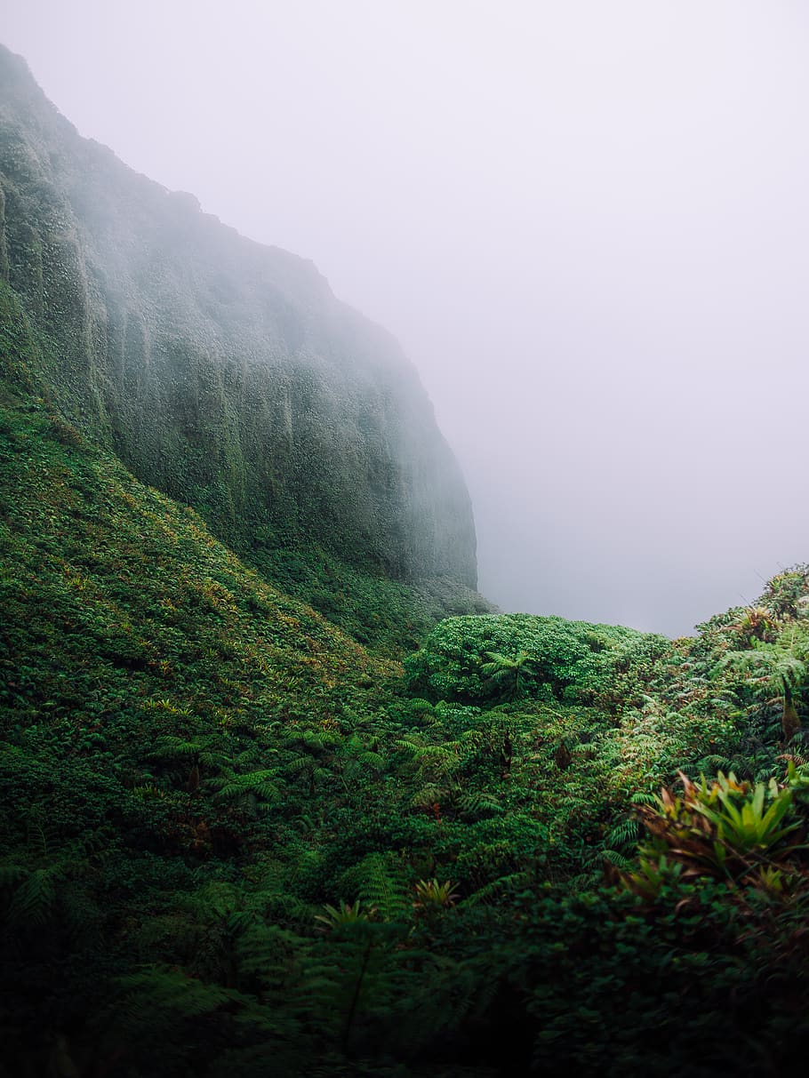 green leaf trees on mountain, fog, beauty in nature, scenics - nature HD wallpaper