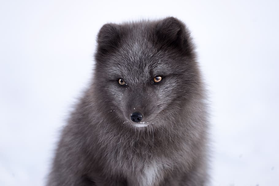 gray fox, animal, animal themes, one animal, mammal, animal wildlife HD wallpaper