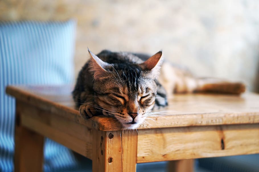 sleeping, sleepy, cat, kitten, cat cafe, animal themes, domestic cat HD wallpaper