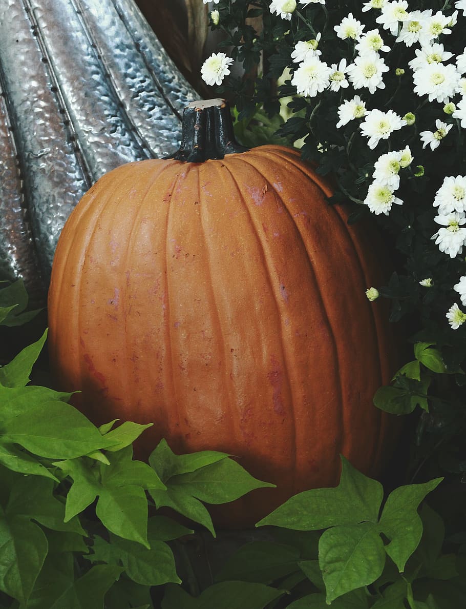 seasons, colors, fall, autumn, pumpkin, flowers, food and drink HD wallpaper