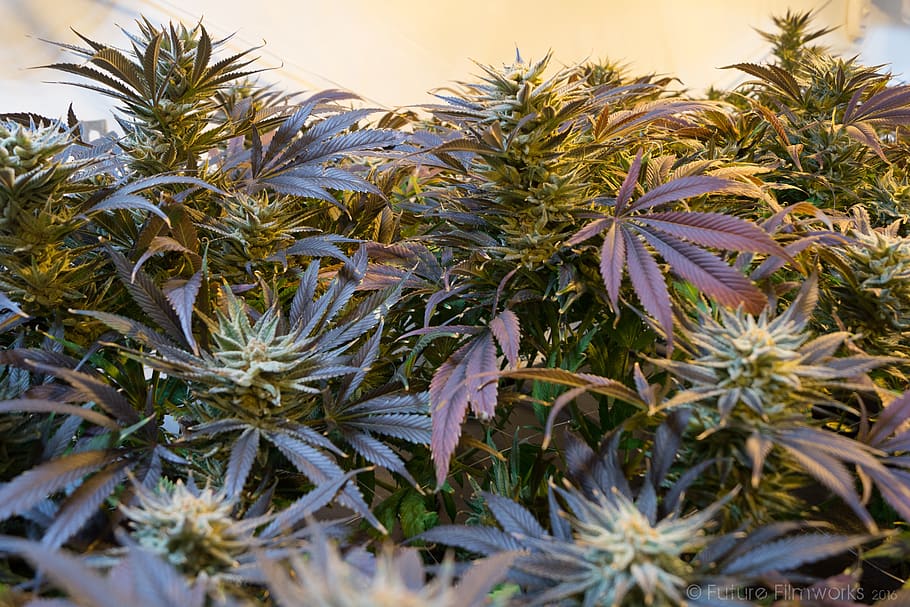 marijuana, cannabis, marihuana, weed, ganja, medicine, natural, HD wallpaper