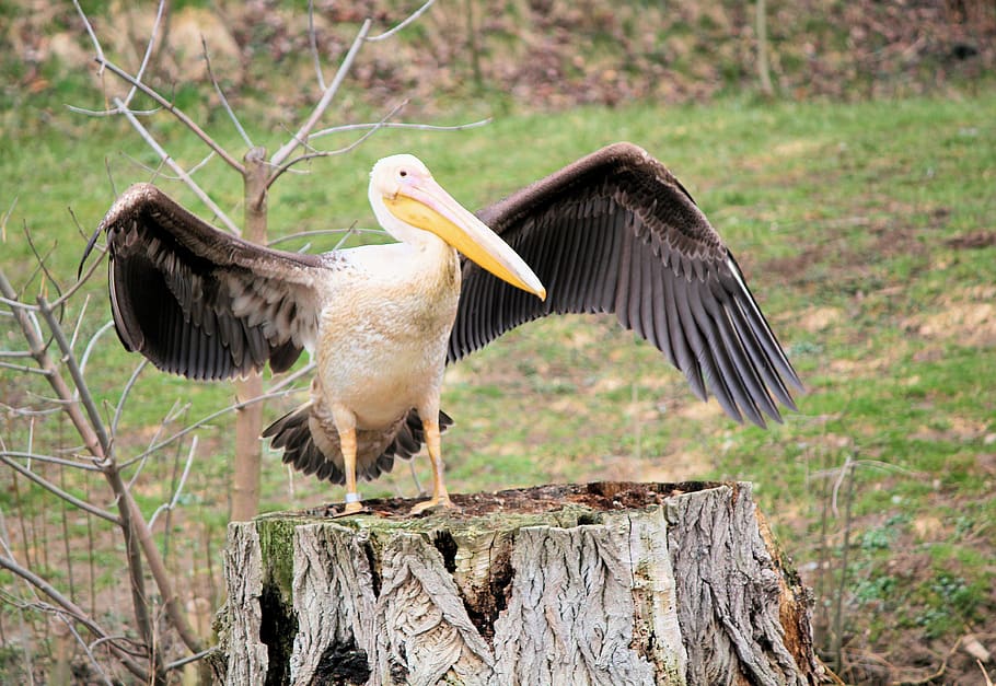 bird, pelican, feather, wings, beak, flying, nature, stump HD wallpaper