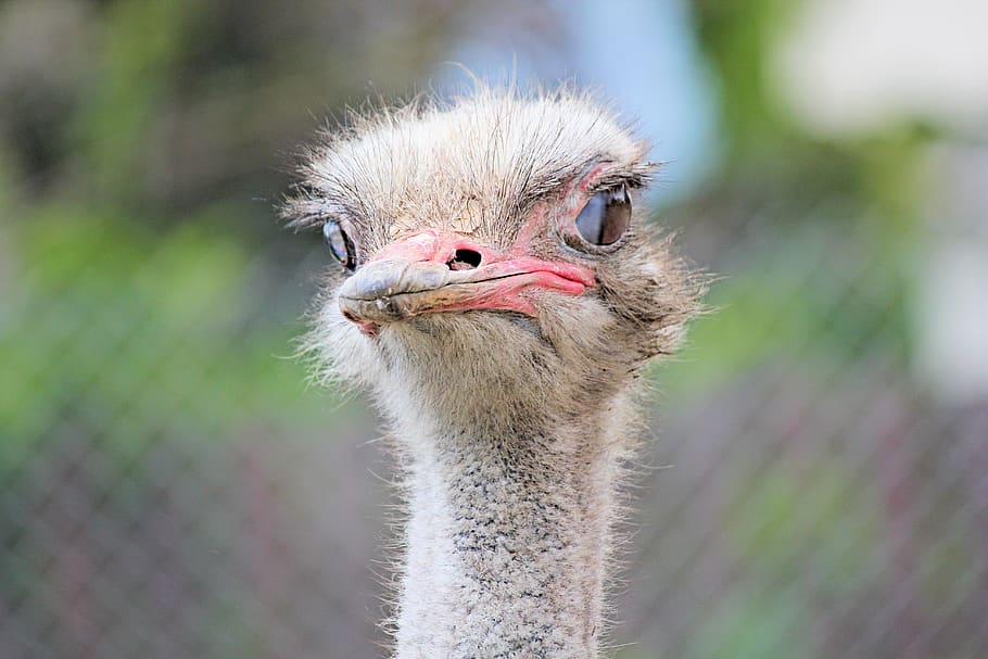 the ostrich, bird, flightless, large, head, beak, eyes, view HD wallpaper