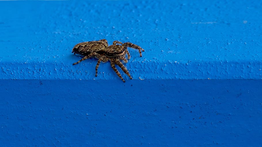 spider, jumping spider, insect, close up, hairy, blue, nature HD wallpaper